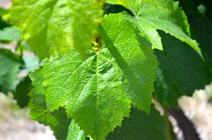 Warm sunny days, cool nights and not too much rain keeps Lake Chelan grapevines happy.