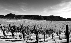 Vines are planted on 16 acres of land.