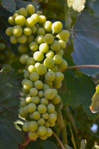 Very young Syrah grapes from Z Block.
